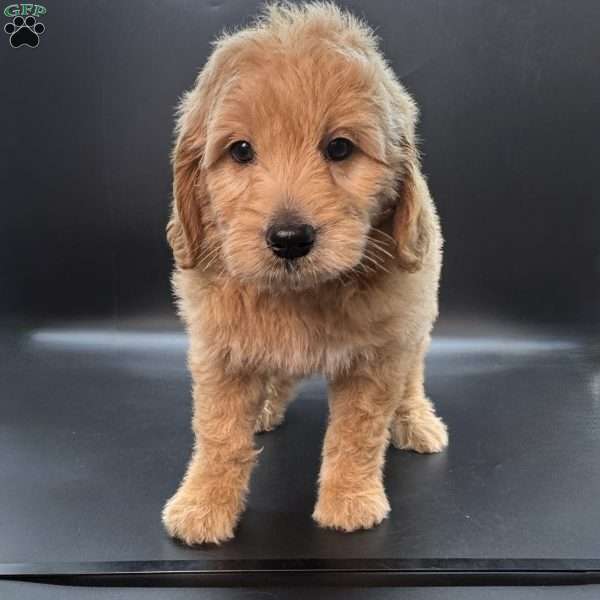 Wells, Mini Goldendoodle Puppy